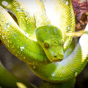 Green Tree Python (Morelia viridis)