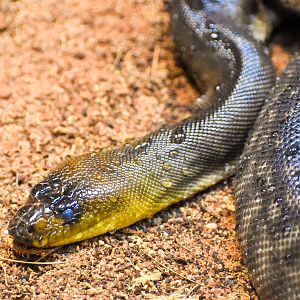 Woma Python (Aspidites ramsayi)