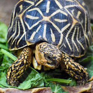Indian Star Tortoise (Geochelone elegans)