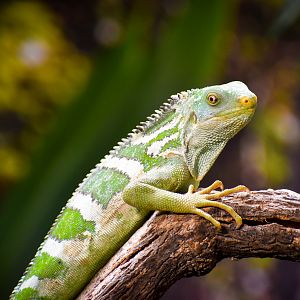 Fijian Crested Iguana (Brachylophus vitiensis)