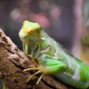 Fijian Crested Iguana (Brachylophus vitiensis)