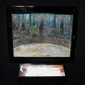 former enclosure for Death Adder