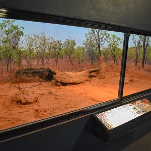 enclosure for King Brown Snake