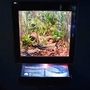 enclosure for Red-bellied Black Snake
