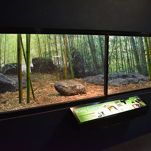 enclosure for King Cobra