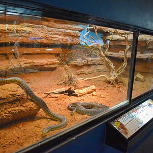 enclosure for Woma Python