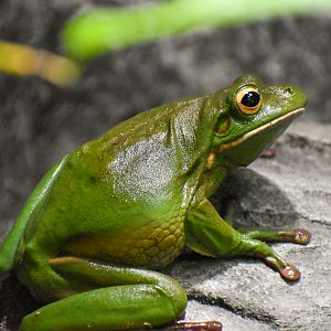 White-lipped Tree Frog (Litoria infrafrenata)