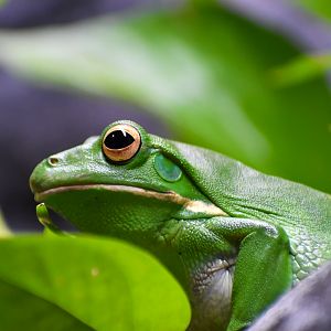 White-lipped Tree Frog (Litoria infrafrenata)