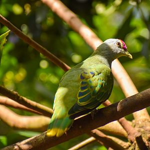 Rose-crowned Fruit Dove (Ptilinopus regina)