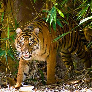 Sumatran Tiger (Panthera tigris sumatrae)