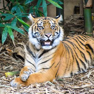 Sumatran Tiger (Panthera tigris sumatrae)