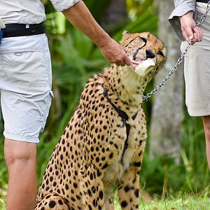 Cheetah (Acinonyx jubatus)