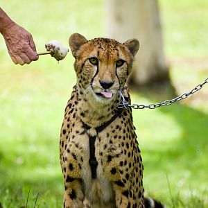 Cheetah (Acinonyx jubatus)