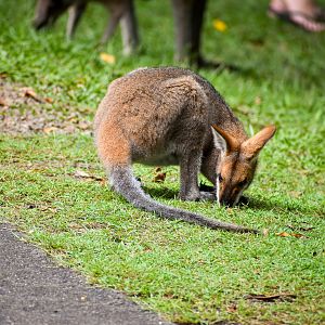 Red-necked Wallaby (Notamacropus rufogriseus banksianus)