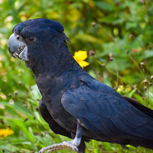 Red-tailed Black Cockatoo (Calyptorhynchus banksii)