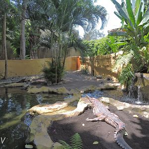 False gharial exhibit [2016]