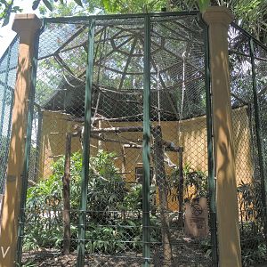 Silvery gibbon exhibit [2016]