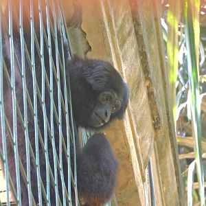 Kloss's gibbon [2016]