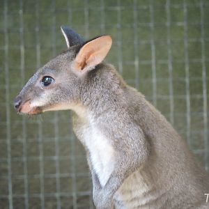 Dusky pademelon [2016]