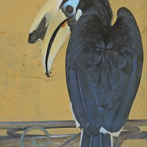Oriental pied hornbill [2016]