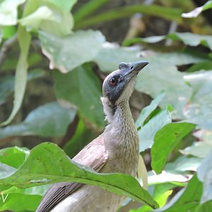Noisy friarbird [2016]