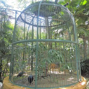Victoria crowned pigeon aviary [2016]