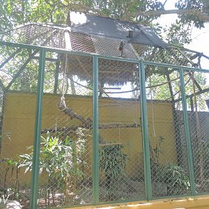 Silvery gibbon exhibit [2016]