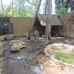 North Sulawesi babirusa [2016]