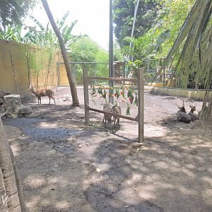 Bawean deer exhibit [2016]