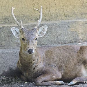 Bawean deer [2016]