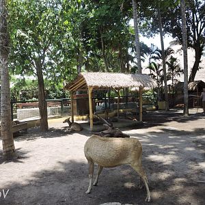 Petting zoo (wallaby, sitatunga, rusa, muntjac and rabbit) [2016]
