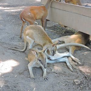 Agile wallaby [2016]