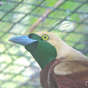 Lesser bird-of-paradise [2016]