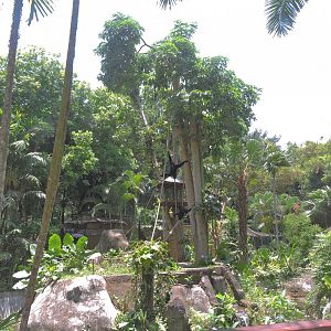 Siamang island [2016]