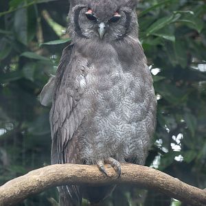 Verreaux's eagle-owl : Cotswold Falconry Centre : 04 Sep 2020