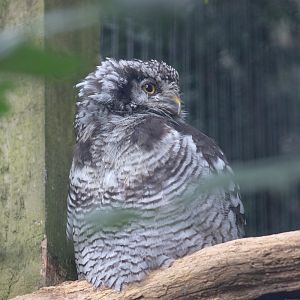 Northern hawk owl : Cotswold Falconry Centre : 04 Sep 2020