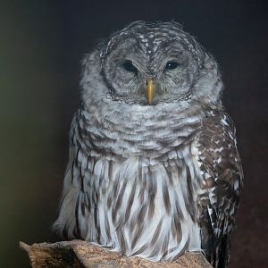 Barred owl : Cotswold Falconry Centre : 04 Sep 2020