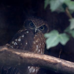 Southern boobook : Cotswold Falconry Centre : 04 Sep 2020