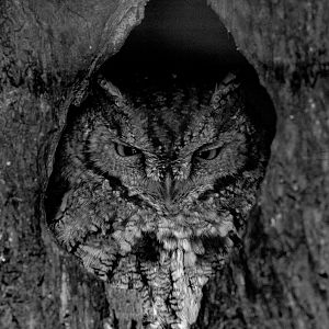 Western screech-owl : Cotswold Falconry Centre : 04 Sep 2020