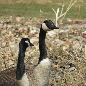 Canada geese