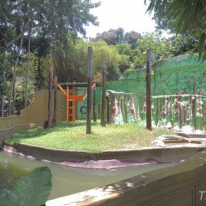 Bornean orangutan exhibit [2016]