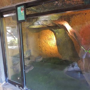 Sunda pangolin exhibit [2016]