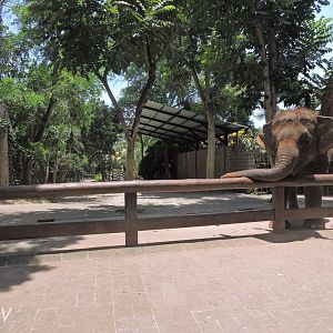 Asian elephant [2016]