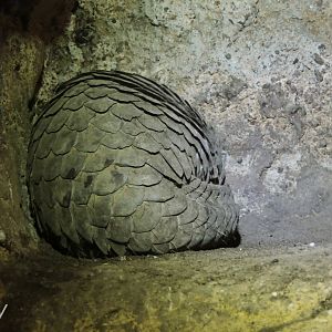 Sunda pangolin [2016]