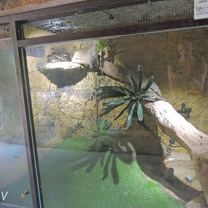 Reticulated python exhibit [2016]