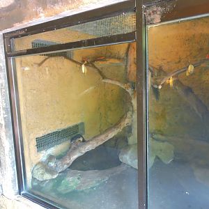 Prevost's squirrel exhibit [2016]