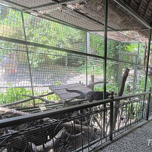 Binturong aviary [2016]
