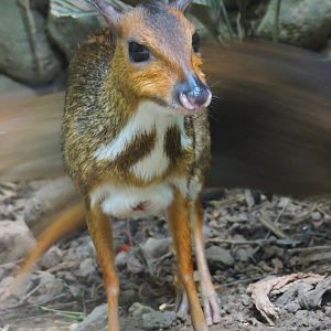 Lesser mouse-deer [2016]