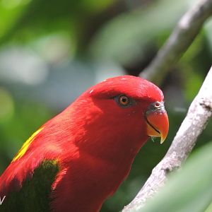 Chattering lory [2016]