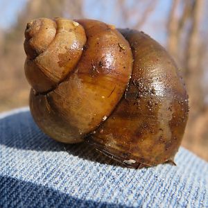 Chinese mystery snail